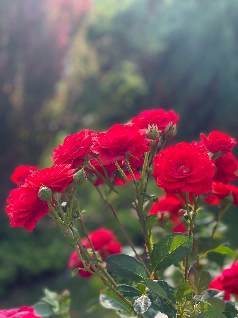 Гостиница Ренессанс Зеленоградск-128