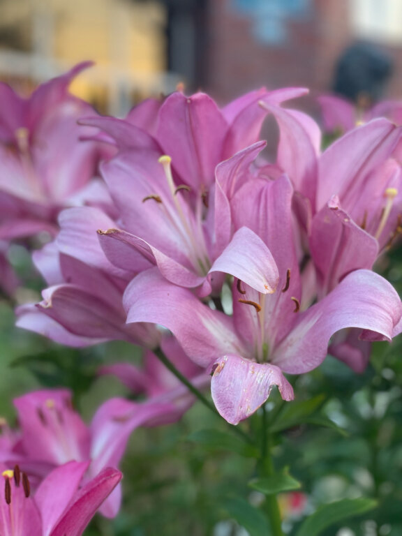 Гостиница Ренессанс Зеленоградск-81