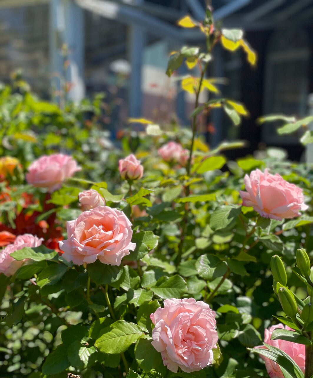 Гостиница Ренессанс Зеленоградск-14