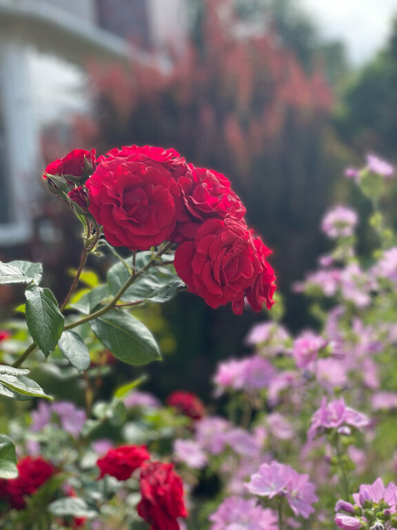 Гостиница Ренессанс Зеленоградск-87