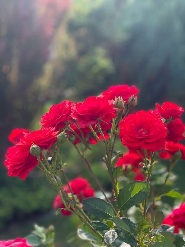 Гостиница Ренессанс Зеленоградск-127