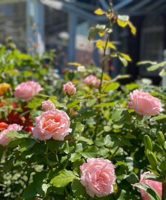 Гостиница Ренессанс Зеленоградск-13