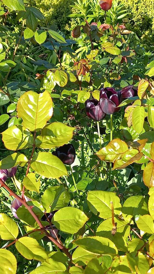 Гостиница Ренессанс Зеленоградск-110