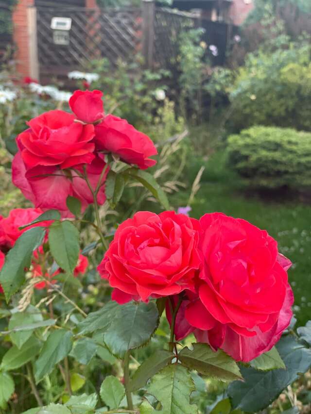 Гостиница Ренессанс Зеленоградск-84