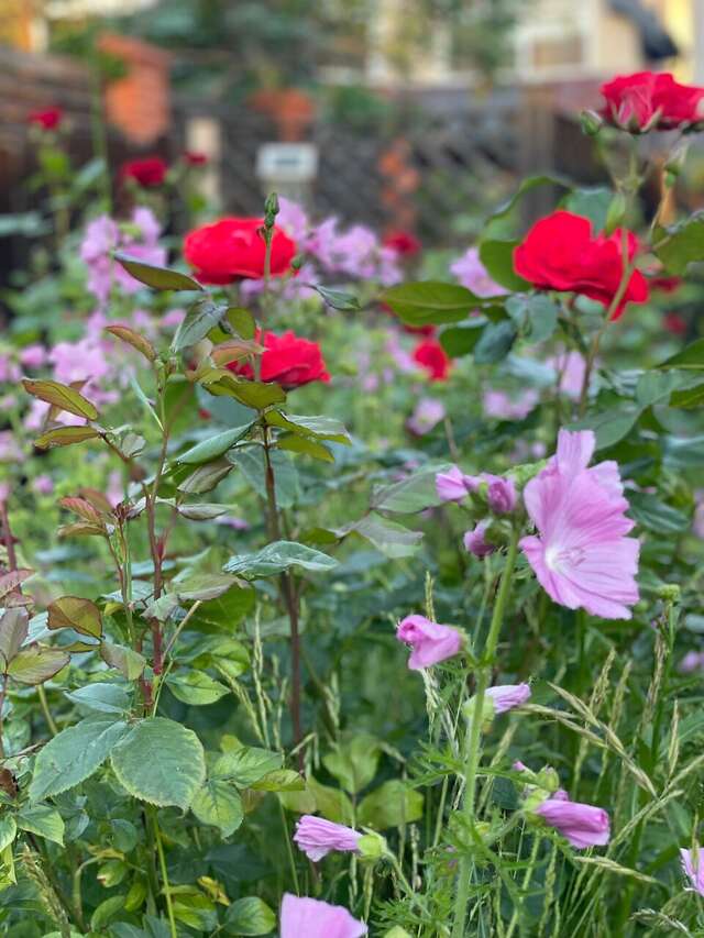 Гостиница Ренессанс Зеленоградск-11